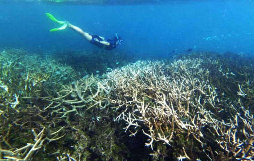 Khủng hoảng khí hậu làm tăng gấp 3 lần thời gian nắng nóng chết người ở đại dương