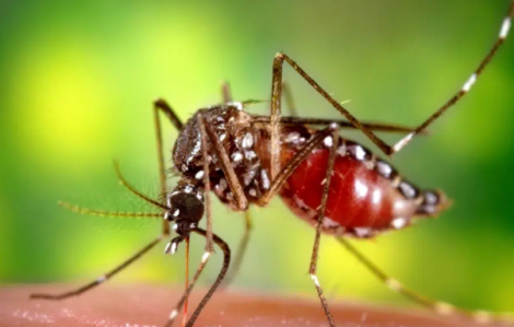 34 người tử vong do sốt da vàng, Colombia công bố tình trạng khẩn cấp