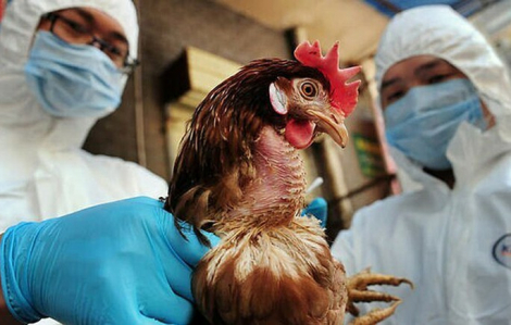 Bé gái 8 tuổi viêm não do cúm gia cầm H5N1