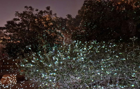 Khu vườn của Pythia: Khi nghệ thuật đi cùng trí tuệ nhân tạo