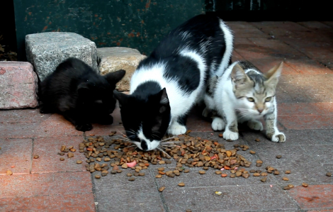 Muốn cho mèo hoang ăn phải có giấy phép