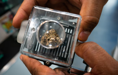 Tranh cãi về cần sa y tế có thể chữa bệnh ung thư