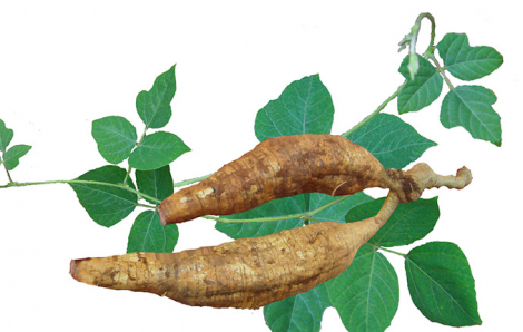 Mùa dỡ củ sắn dây