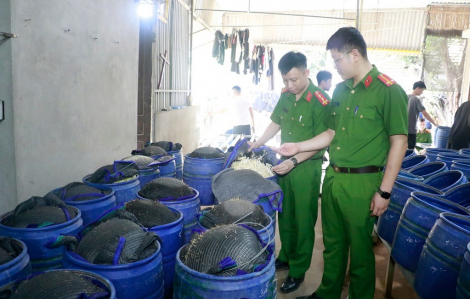 'Nước kẹo' dùng để ủ giá độc hại như thế nào?