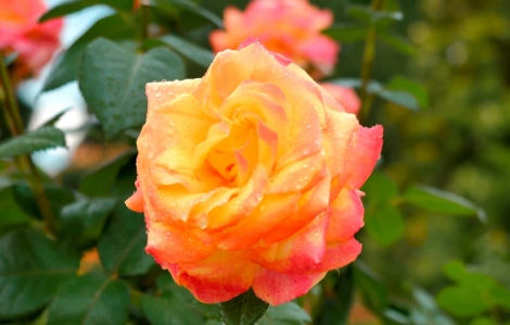 Nghiên cứu mới phát hiện hoa hồng đỏ vốn có màu vàng