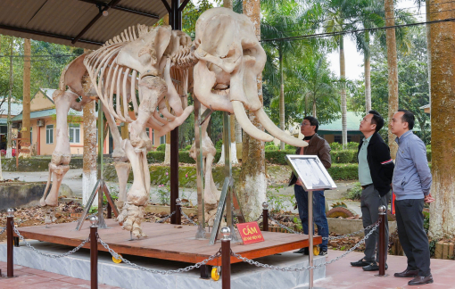 Những con voi mang thông điệp “bảo vệ động vật hoang dã” ở Vườn quốc gia Pù Mát