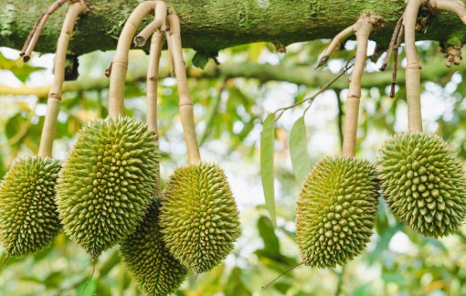 Thay đổi tập quán canh tác để sầu riêng vươn xa