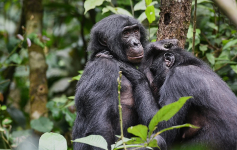 Tinh tinh châu Phi biết lập nhóm “nữ quyền”