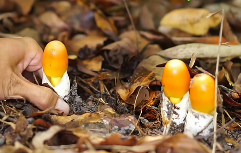 Nhiều người ở Phú Quốc nhập viện nghi ngộ độc nấm rừng