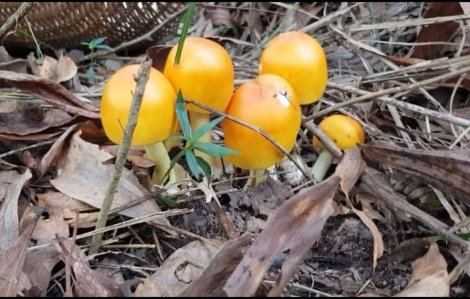 Nhiều người ở Phú Quốc nhập viện sau khi ăn nấm lạ