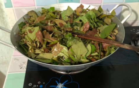 Rau nhíp, đặc sản của núi rừng Tây Nguyên