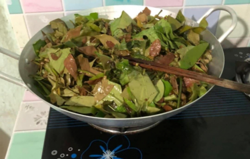 Rau nhíp, đặc sản của núi rừng Tây Nguyên