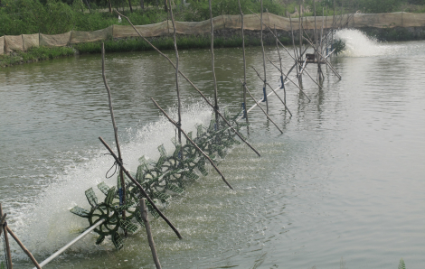 Phát hiện thi thể bị cháy sém trên bờ vuông tôm ở Bạc Liêu