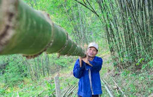 Loài cây trồng một lần cho thu hoạch “nửa đời người” giúp dân bản thoát nghèo