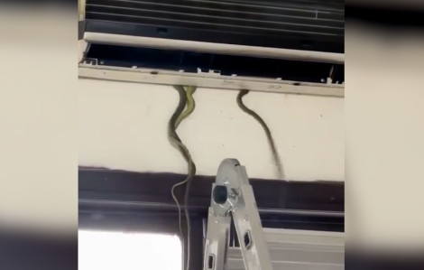 Kinh hãi phát hiện 7 con rắn làm ổ trong máy điều hòa