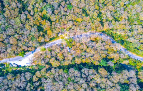 Có một cánh rừng ít ai biết với những cây săng lẻ tuổi đời cả trăm năm