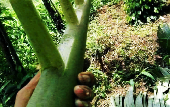 Tạch tạch súng tàu chuối