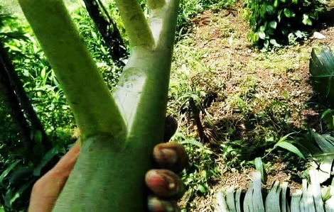 Tạch tạch súng tàu chuối