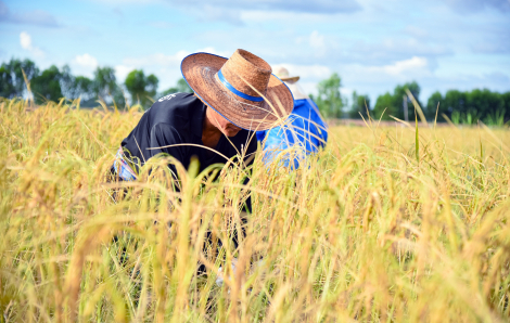 Dẫu nhọc nhằn, tình chẳng khô cằn