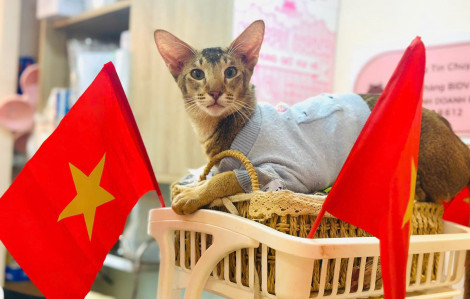 5 quán cà phê mèo hút khách tại TPHCM