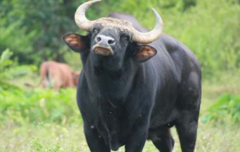 Nhân viên Vườn quốc gia Cát Tiên bị bò tót tấn công tử vong khi đang tuần tra