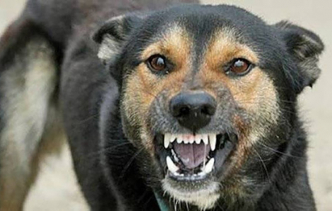 Một người ở Bà Rịa – Vũng Tàu tử vong nghi do bệnh dại