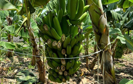 Vườn chuối gần 5 tấn sắp thu hoạch bị kẻ xấu chặt phá tan nát