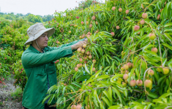 Vải thiều chín sớm, người trồng thu tiền tỉ