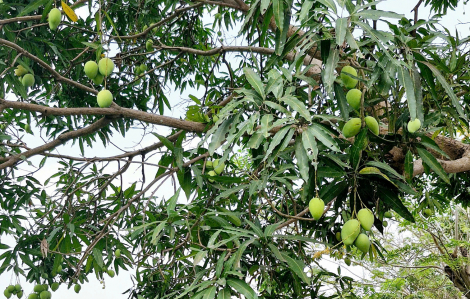 Gốc xoài bưởi già - quà quê thơm thảo