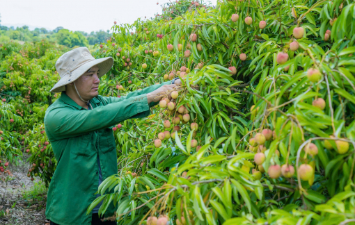 Vải thiều chín sớm, người trồng thu tiền tỉ