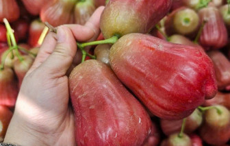 Vì sao giá mận hồng MST lên đến 200.000 đồng/kg?