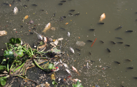 Kênh nội đô đẹp nhất TPHCM ngập cá chết, bốc mùi hôi nồng nặc