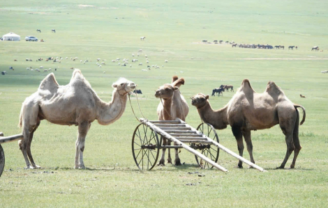 Thảo nguyên Mông Cổ: Ngủ lều, cưỡi lạc đà, sống chậm