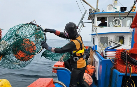 Chìa khóa chữa bệnh mãn tính từ những thợ lặn nữ ở Hàn Quốc