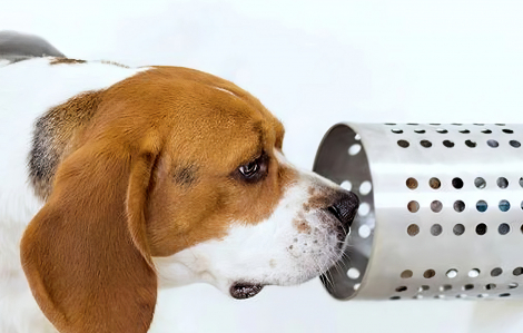 Chó đánh hơi phát hiện chính xác 94% ca ung thư