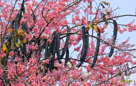 Ô môi miền nhớ