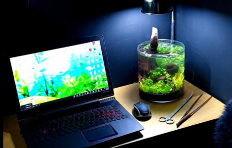 10 bước thêm cá nhỏ vào chậu cây thủy sinh