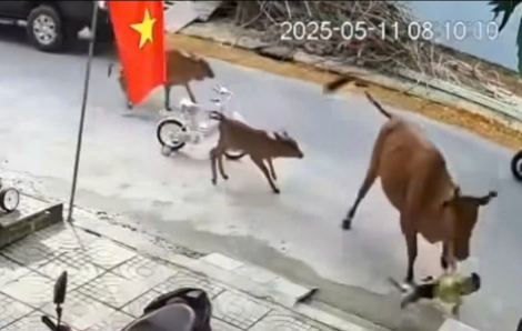 Cháu bé ở TP Đà Nẵng đang chơi trước nhà thì bị bò húc ngã