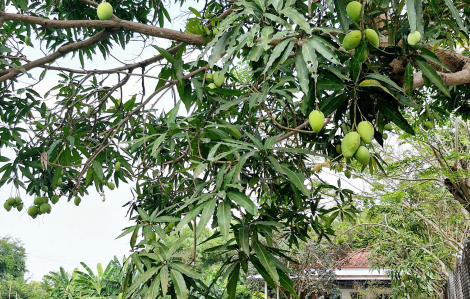 Gốc xoài bưởi già - quà quê thơm thảo