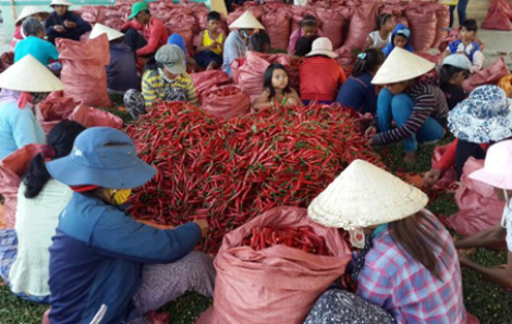 Kết quả tích cực từ vùng trồng ớt Hàn Quốc tại Ninh Thuận