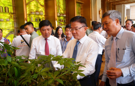 Tri thức dân gian về sâm Ngọc Linh ở Quảng Nam được công nhận là di sản