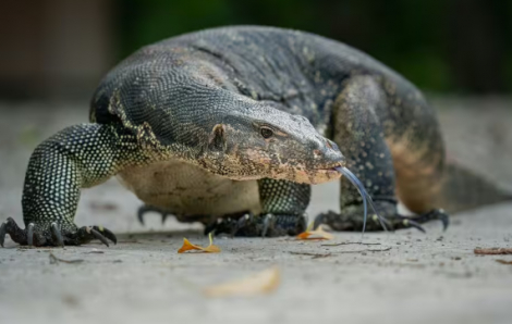 Rúng động thằn lằn khổng lồ ăn thịt bé sơ sinh ở Thái Lan