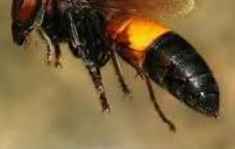 Đi câu cá, người đàn ông bị ong vò vẽ đốt tử vong