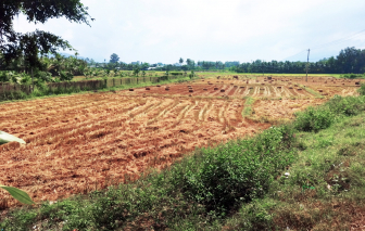 Cánh đồng đầy gió