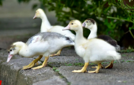 Nhiều nước dừng nhập khẩu sau khi Brazil xác nhận bùng phát dịch cúm gia cầm