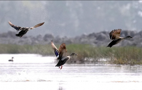 Tràm Chim níu bước người về