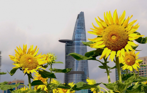 Cánh đồng hoa hướng dương nở vàng rực bên bờ sông Sài Gòn