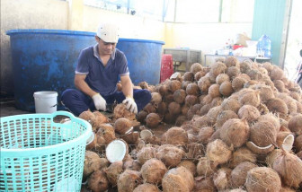 Cần xem lại mức thuế xuất khẩu dừa thô 0%