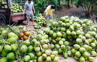 Những bóng mờ trong bức tranh xuất khẩu dừa