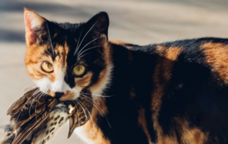 Cảnh báo nguy cơ về đại dịch cúm mèo đột biến từ H5N1